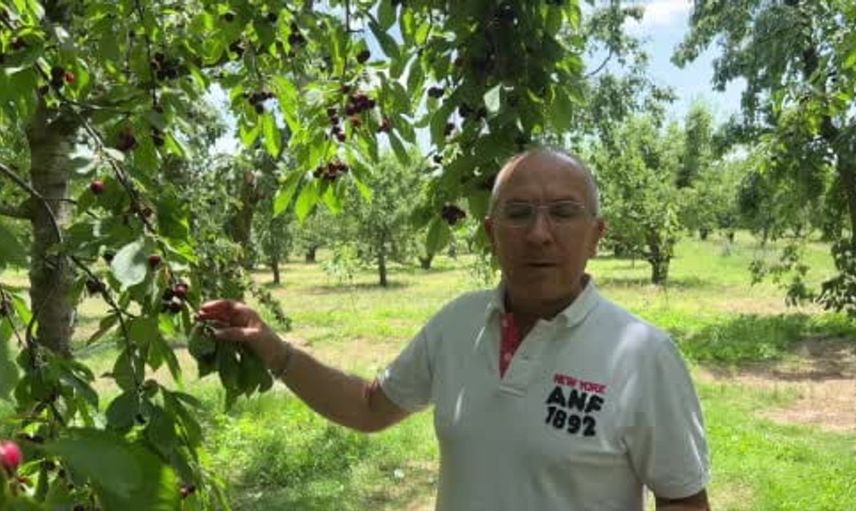Amerika ve Avrupa'nın kirazlı smoothie tercihi Sultandağı kirazı