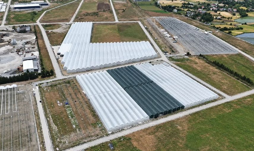 Bafra'da tarımsal üretimde yeni dönem: Sera bölgesindeki doluluk oranı yükseliyor