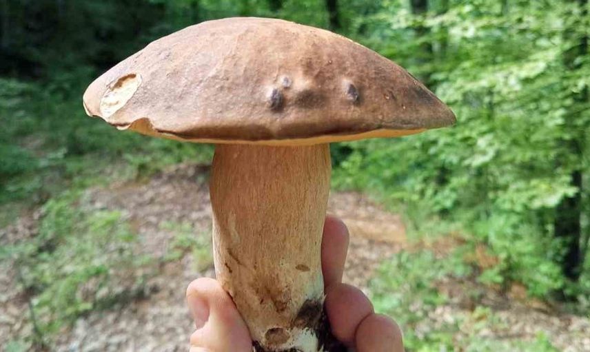 Sinop’ta yağışlar mantar sezonunu canlandırdı