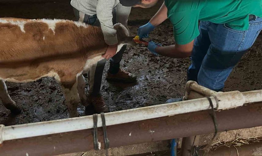 Aydıntepe’de ikinci tur buzağı küpeleme ve aşılama çalışmaları tamamlandı