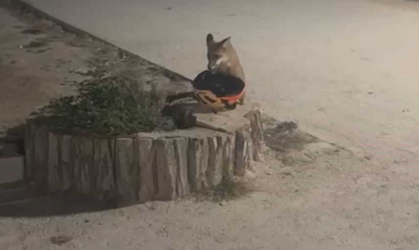 Edirne'de sevimli yavru tilki bisiklet kaskını çaldı