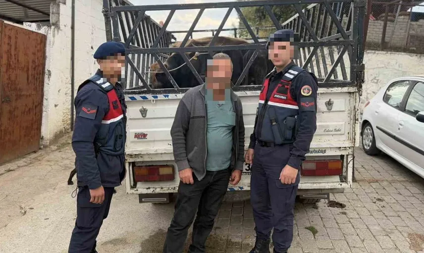 Koçarlı'da büyükbaş hayvan hırsızlığı: Zanlı tutuklandı