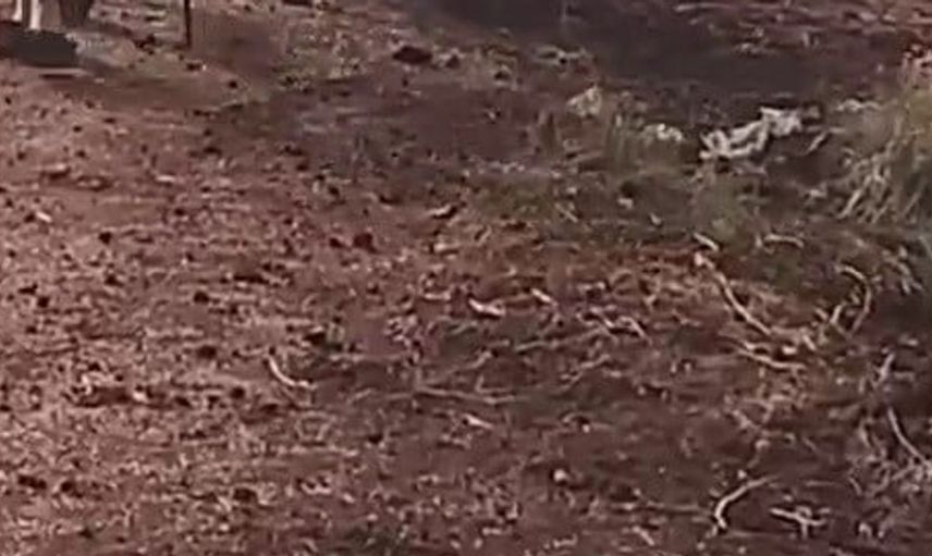 Reyhanlı'da çamura saplanan eşek itfaiye tarafından kurtarıldı