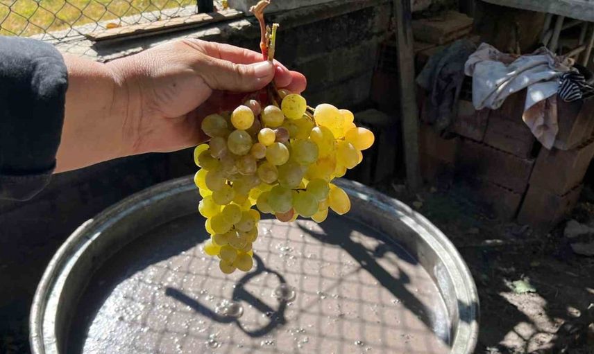 Toroslarda pekmez geleneği: Üzümler nasıl pekmeze dönüşüyor?