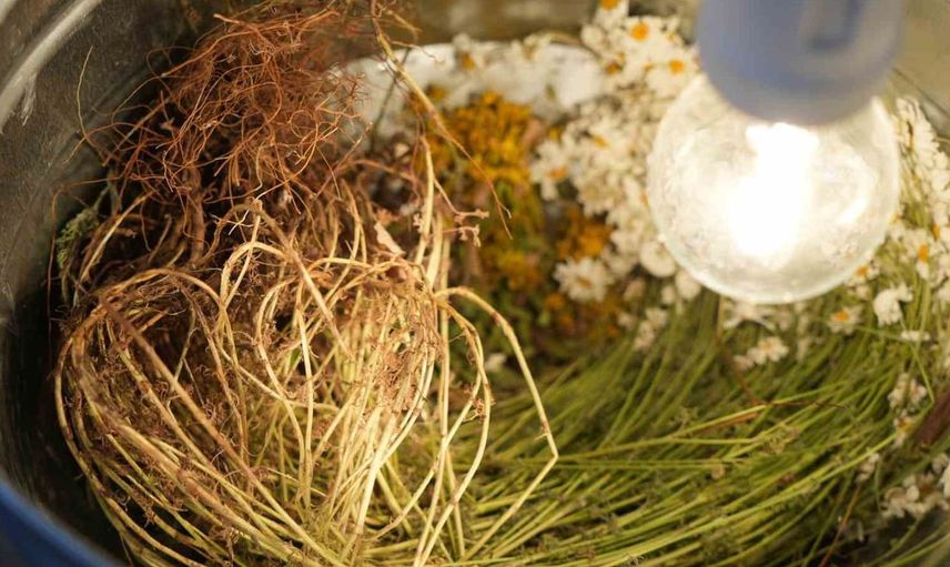 Kastamonu'da keşfedilen yeni akar türü bilim dünyasına sunuldu