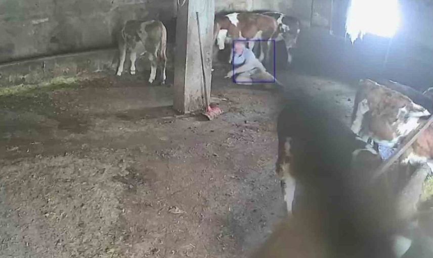 Sevgi dolu anı bir tekme ile sonlandı: Besicinin ilginç hikayesi