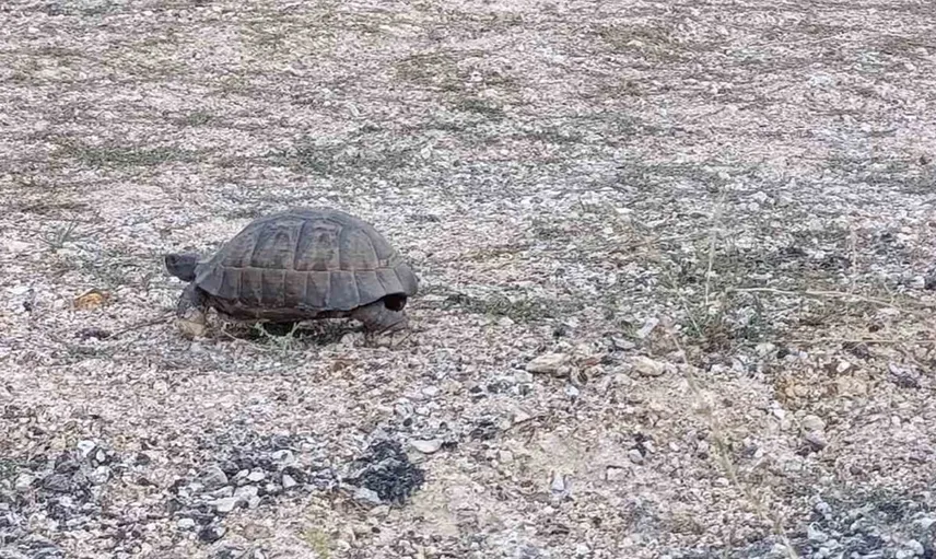Kaplumbağa için trafiği durduran sürücüler hayvan severliği sergiledi