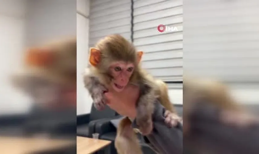 Afyonkarahisar'daki baskında yakalanan maymun, izleyenleri gülümsetti