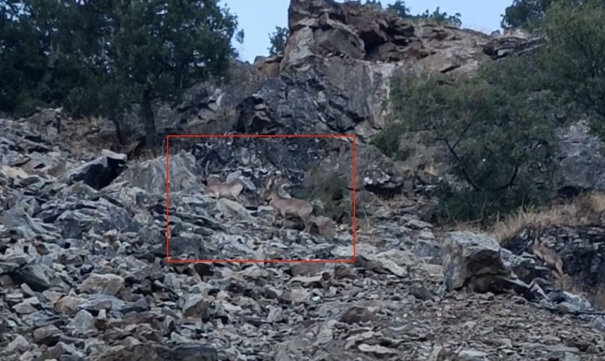 Diyarbakır'da özgürce dolaşan nesli koruma altındaki dağ keçileri kaydedildi
