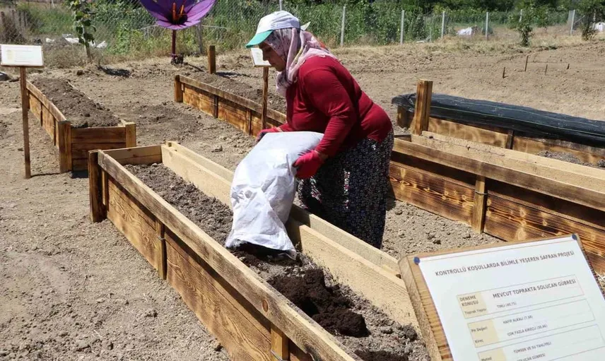 Dünyanın en pahalı baharatı safran için yeni koruma projeleri hayata geçirildi