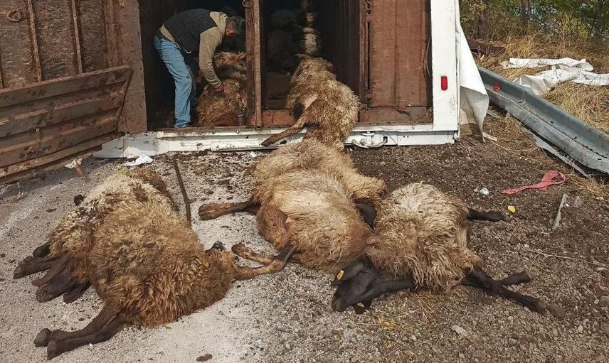 Elazığ'da devrilen tırda sürücü yaralandı, birçok küçükbaş hayvan telef oldu