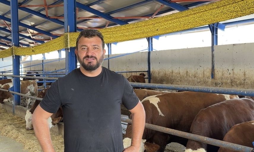 Çankırı'da kaçan dana, besiciyi ter içinde bıraktı