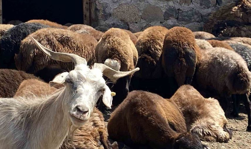 Patnos'ta koyun sağım sezonu tüm hızıyla sürüyor