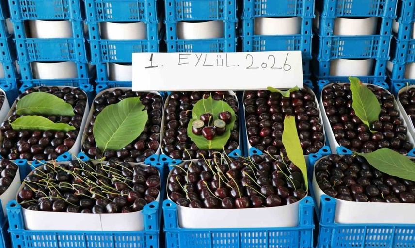 Hadim kirazı eylülde de hasat ediliyor: Yüksek rakımın etkisi
