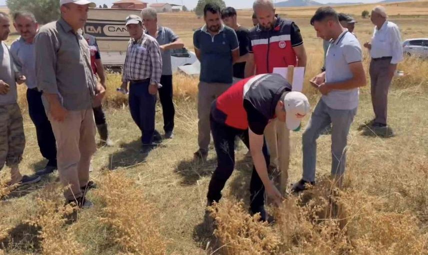 Kütahya'da yerli nohut çeşitleri tanıtıldı