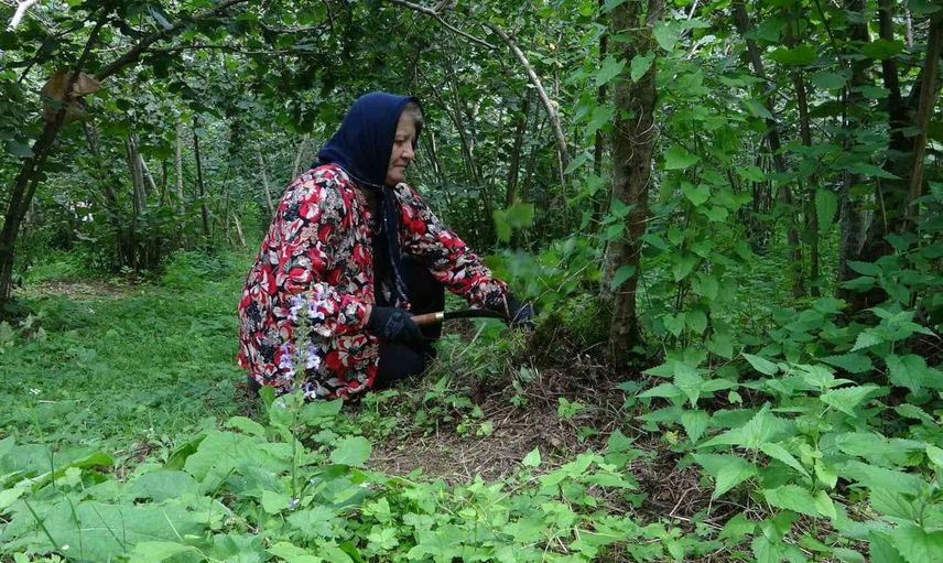 Fındık üreticileri hasat hazırlığına başladı: rekolte düştü
