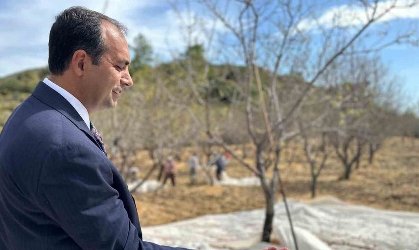 Datça'da badem hasadı devam ediyor: Kaymakam Atıcı üreticileri ziyaret etti