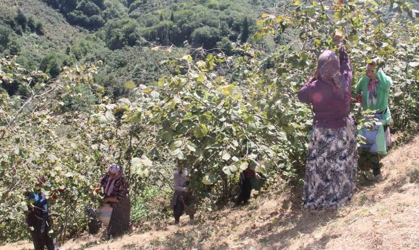 Giresun'da 2026 fındık hasadı işçi ücretleri ve patoz tarifesi açıklandı