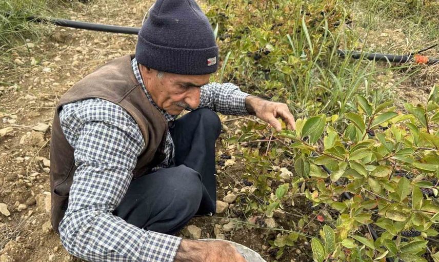 Diyarbakır'da aronya meyvesi hasadı başladı: Sağlığına sağlık katıyor