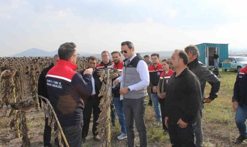 Selim'de ayçiçeği hasadı coşkusu: 80 dönümlük tarlada emekler değerlendirildi