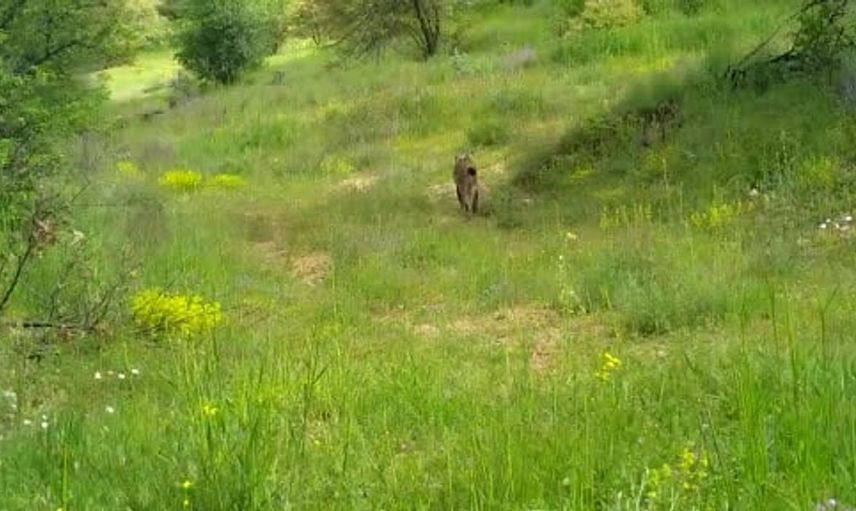 Bozkırın vahşi yaşamı fotokapanda: doğal yaşamın izleri adım adım takip ediliyor