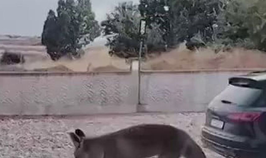 Tilki çiftinin komşusu: Yemek ararken sevgi dolu bir hikaye başladı