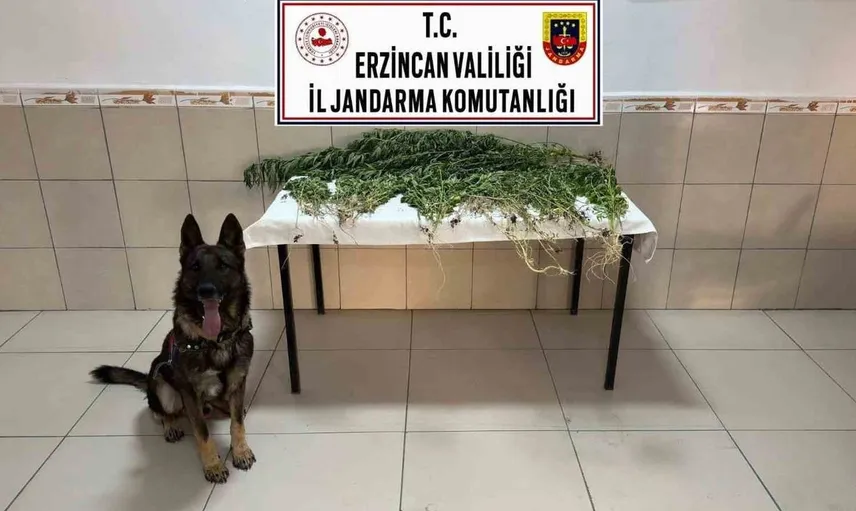 Erzincan'da gerçekleştirilen uyuşturucu operasyonunda iki tutuklama