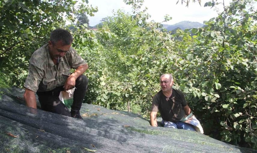 Fındık üretiminde devrim: Yeni file sistemi ile işçilik maliyetleri yüzde 80 düştü