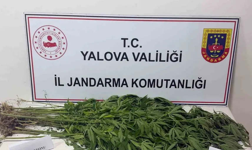 Yalova'da jandarmadan uyuşturucu operasyonu: 3 kişi gözaltında