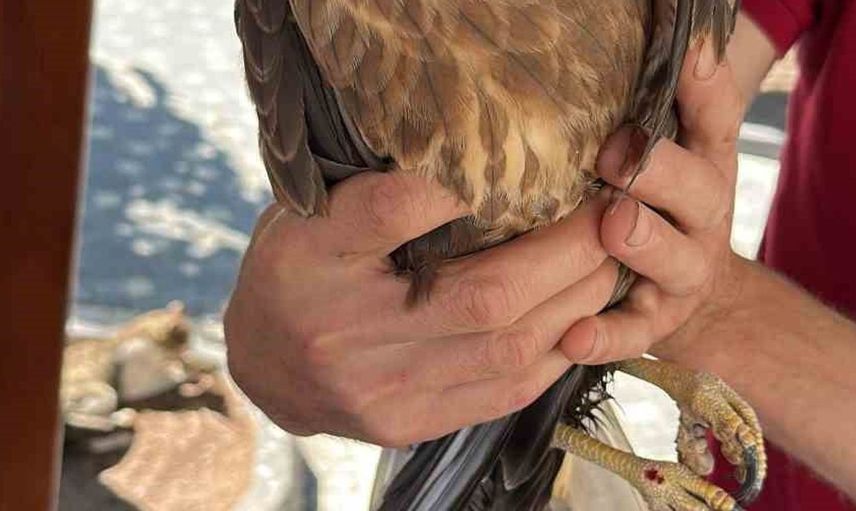 Kastamonu'da yaralı şahin tedavi için koruma altına alındı