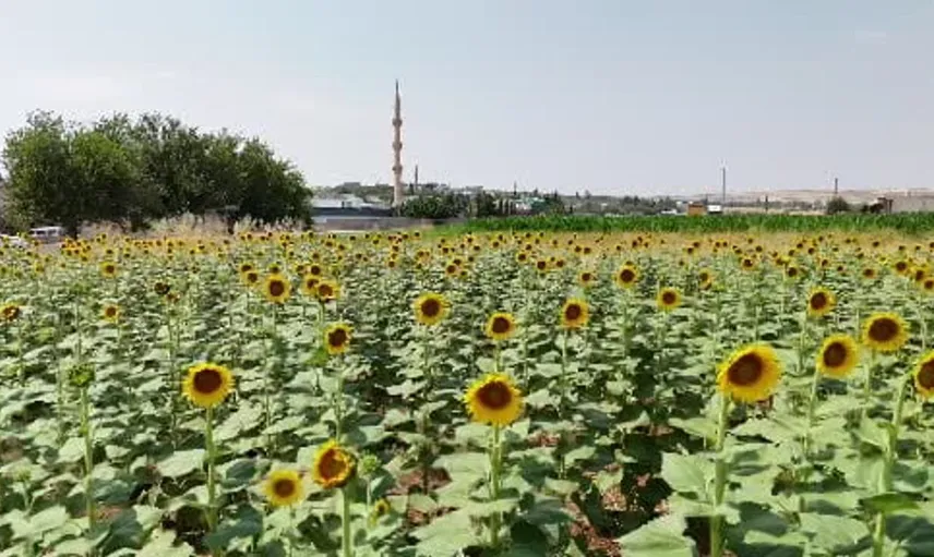 Şanlıurfa'da tarımsal üretimde çeşitlilik artıyor: GAP ile yeni ürünler yetişiyor