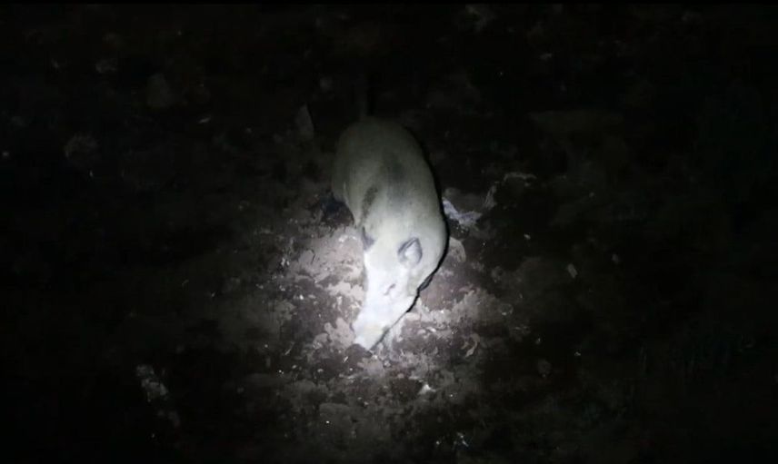 Tunceli'de gece kamerasında domuz ve ayı aynı anda görüntülendi