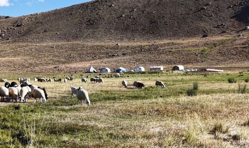 Tunceli'nin dağlarında yeni bir girişimciye adım atan kadın çoban: Özlem Baloğlu