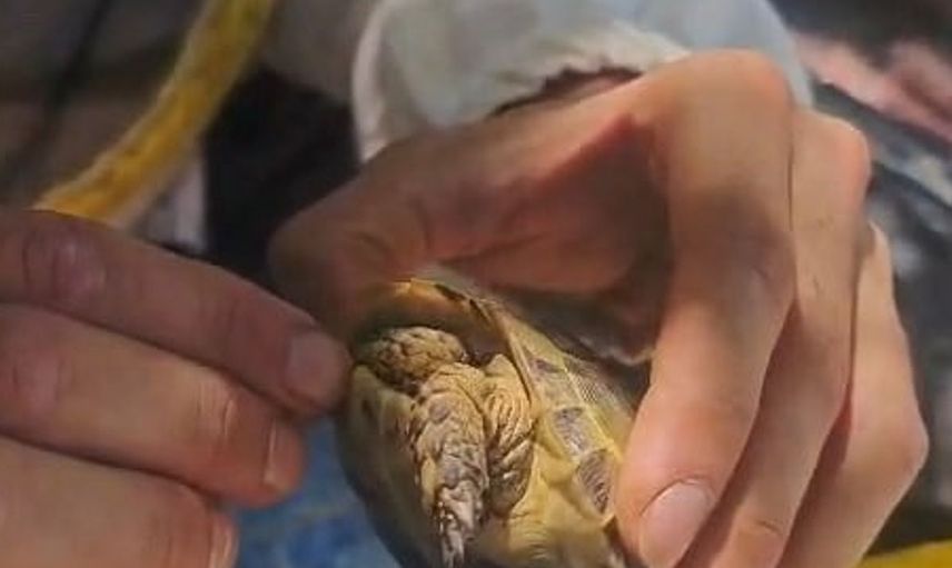 Diken batan yavru kaplumbağaya yapılan müdahale hayata döndürdü
