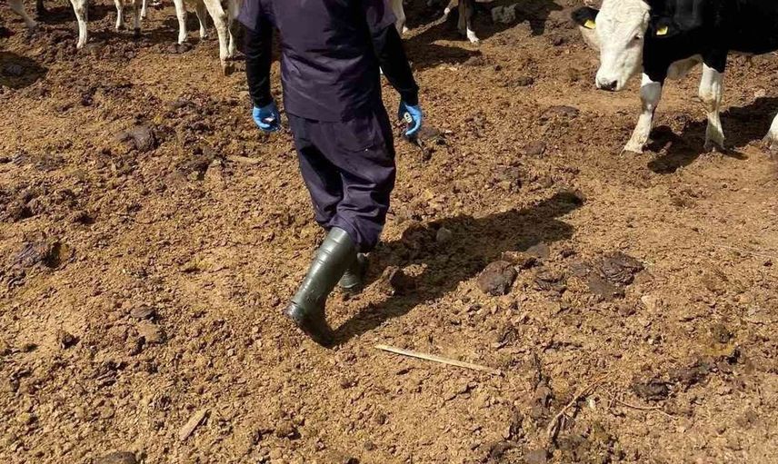 Beyşehir’de hayvan sağlığı için şap aşılama kampanyası devam ediyor