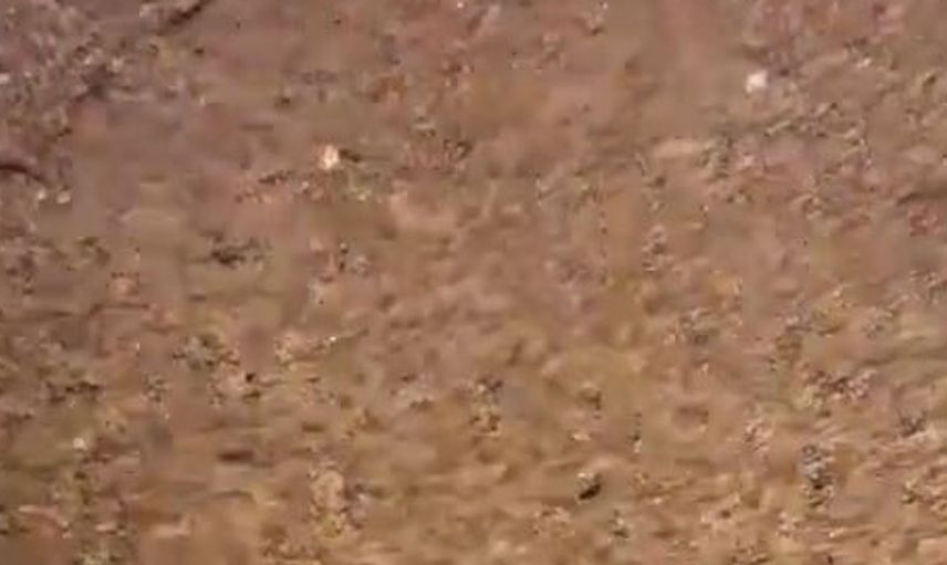 Yardım için itfaiyeye koşan kedi, felaketten kurtarıldı