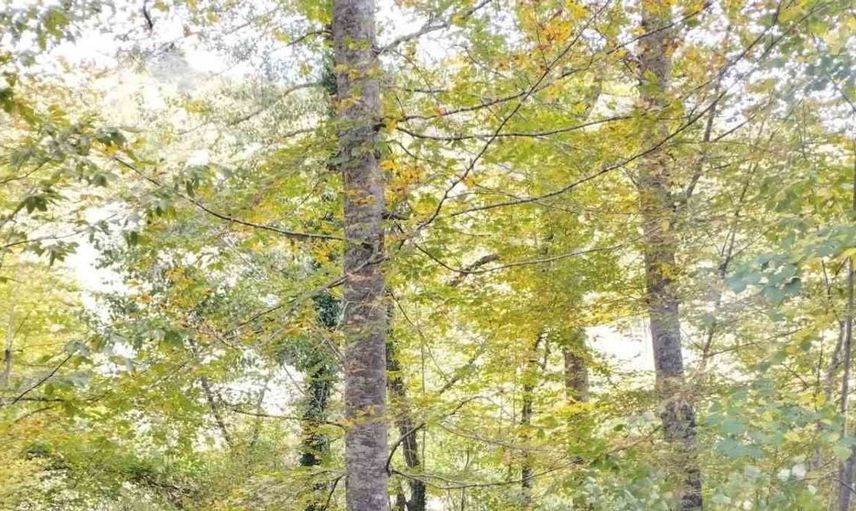 Yenice'de traktör kazası: Sürücü hayatını kaybetti