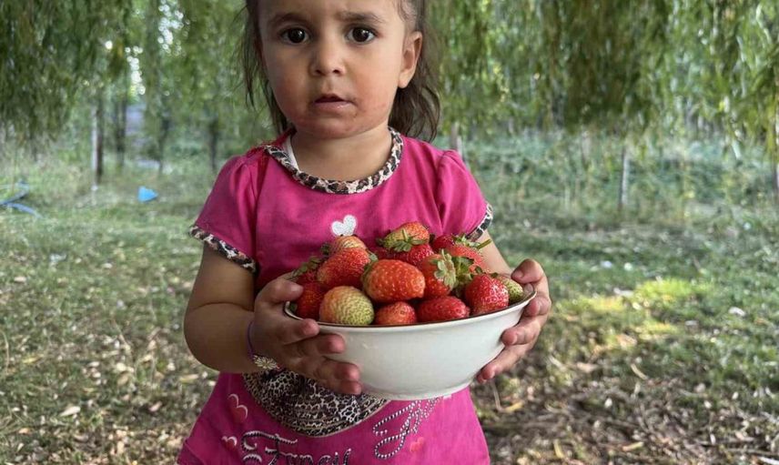 Patnos'ta alternatif tarım modeli: 5 dönümlük tarlada çilek hasadı başladı