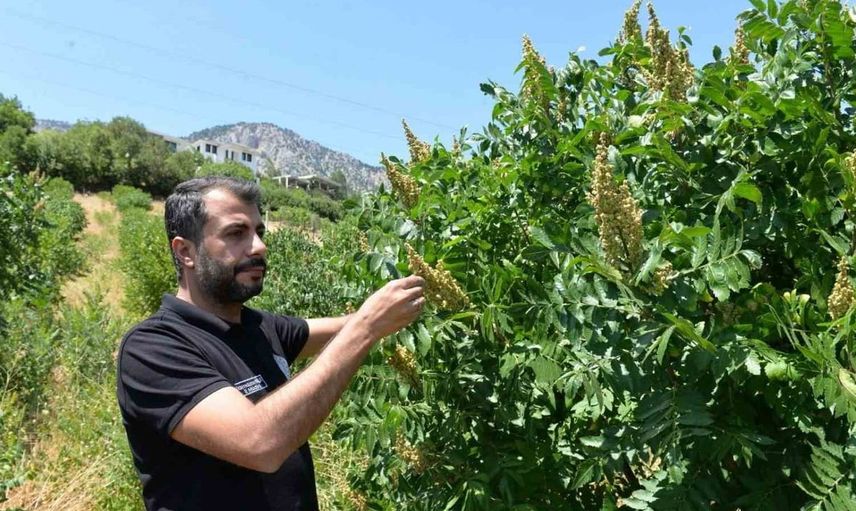 Kahramanmaraş’ta 22 bin sumak fidanı verime geçti
