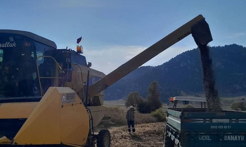 Andırın'da ayçiçeği hasadı başladı: Üreticiler yoğun mesaiye girdi