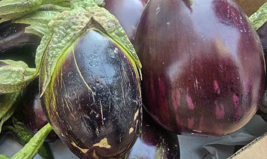 Elazığ'da tombul patlıcanların mevsimsel önemi artıyor