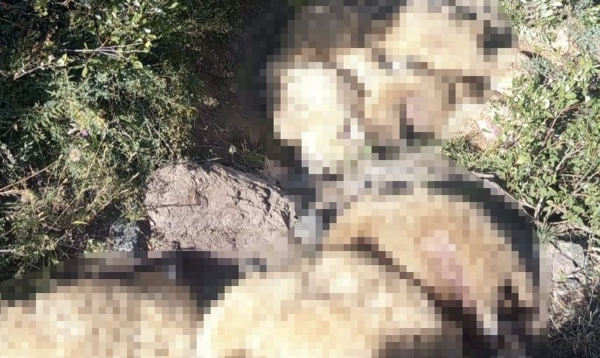 Yaylada korku dolu anlar: 40 koyun telef oldu