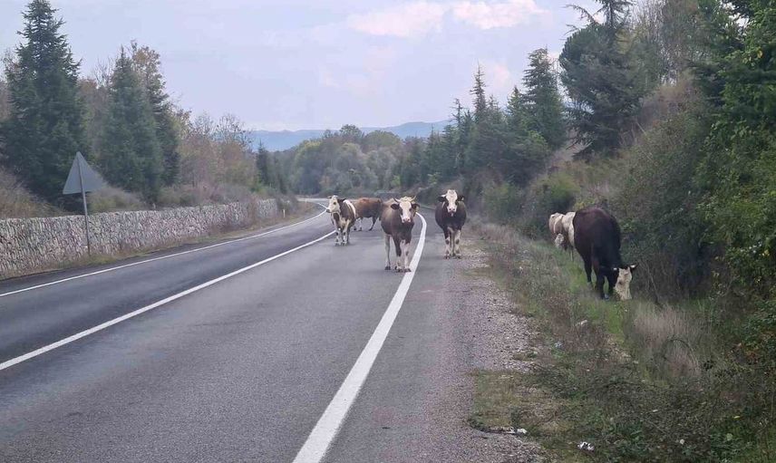 Başında hayvan olan yollar: Çaycuma-Perşembe karayolunda tehlikeli durum