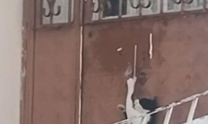 Başarılı bir kedi: Elazığ'daki hayvan dostu kapıyı açarak eve girdi