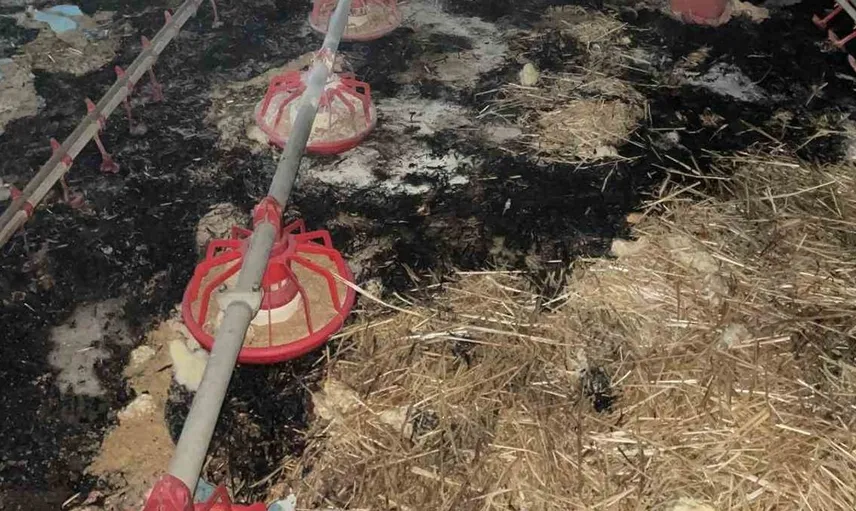 Bolu'da meydana gelen yangında 24 bin civciv hayatını kaybetti