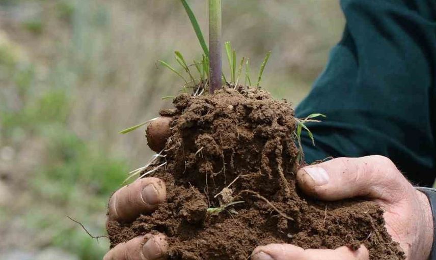 Muş'ta keşfedilen endemik bitki türü: Fritillaria damlana