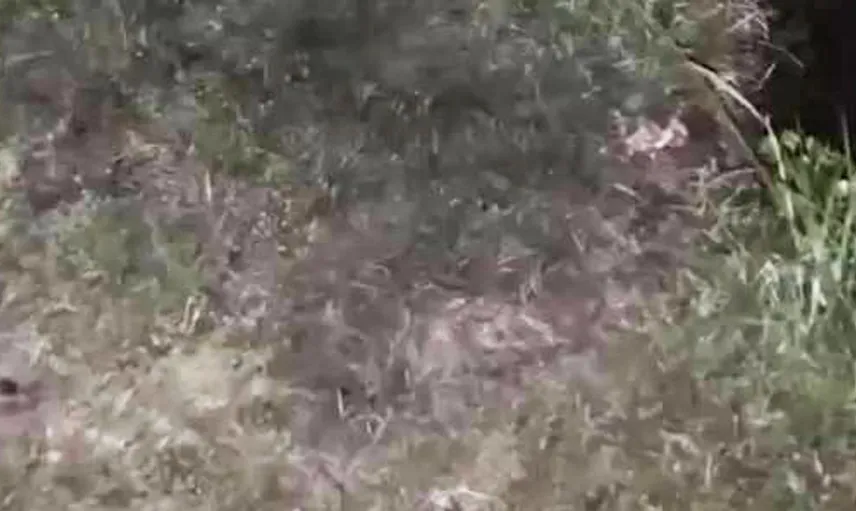 Diyarbakır'da nesli tehlike altındaki su samuru Dicle Nehri'nde görüntülendi