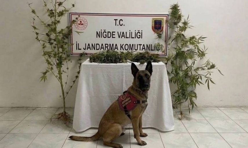 Ulukışla'da uyuşturucu operasyonu: Jandarmadan 350 gram uyuşturucu madde ve kenevir bitkisi yakalandı