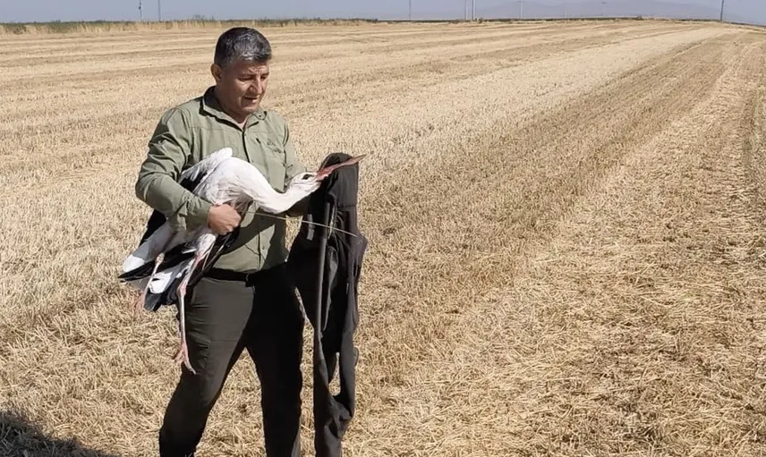 Bitkin düşen leylek, eşinin başında 5 gün bekledi: Vefasıyla herkesi etkiledi