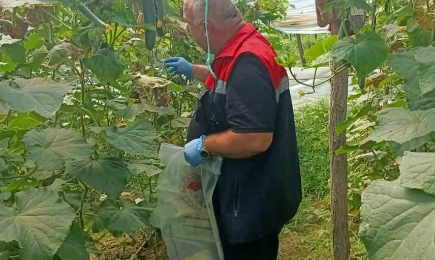 Çarşamba'da hasat öncesi pestisit denetimleri sürüyor